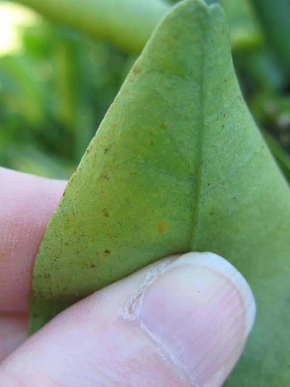              Margin (Riverside, CA)       